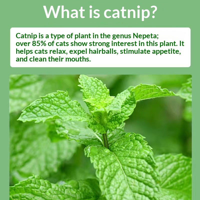 HKM-0519613 Catnip Mint Powder for Hairball Relief and Oral Hygiene for Cats - 1g Bag