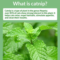 HKM-0519613 Catnip Mint Powder for Hairball Relief and Oral Hygiene for Cats - 1g Bag
