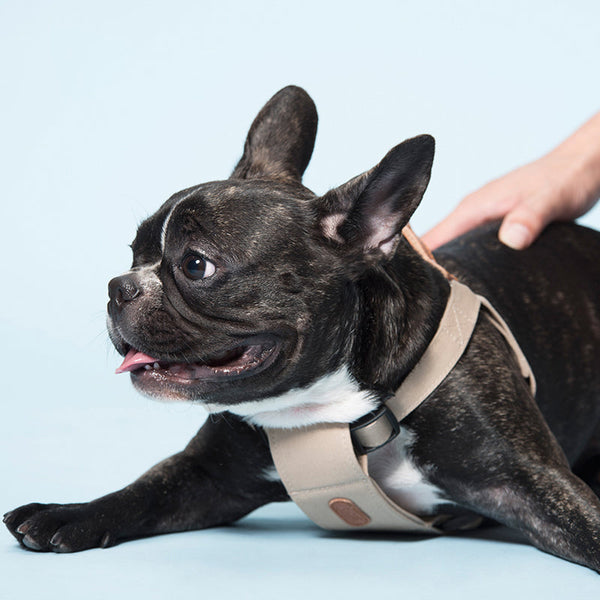 HKM-0528573 Soft Cotton Dog Leash in Light Blue and Beige for All Seasons