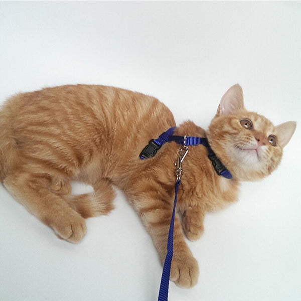 HKM-0567101 Adjustable Cat Chest Sling with 1.2m Nylon Leash for Secure Outdoor Exploration