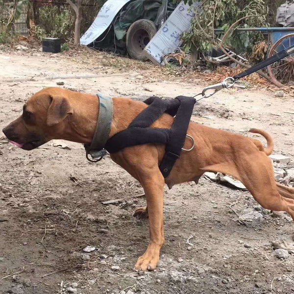 HKM-0626877 Elastic Training Chest Strap with Buffer Rope Set for Dogs, Available in Multiple Sizes