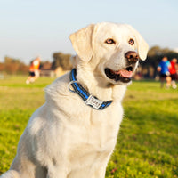 HKM-0745149 Lightweight & Comfortable Dog Lettering Collar with Golden Buckle - Adjustable Size in S/M/L