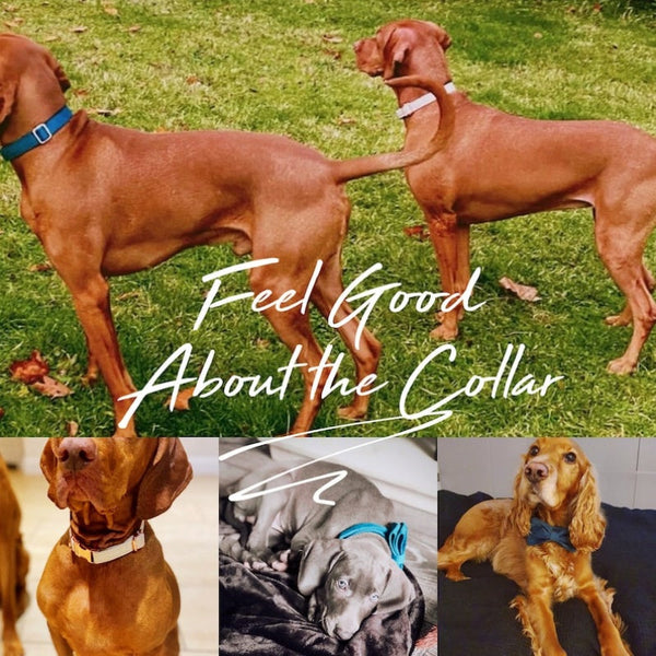 HKM-0789437 Multiple Color Velvet Dog Collar and Leash Set with Bow Tie