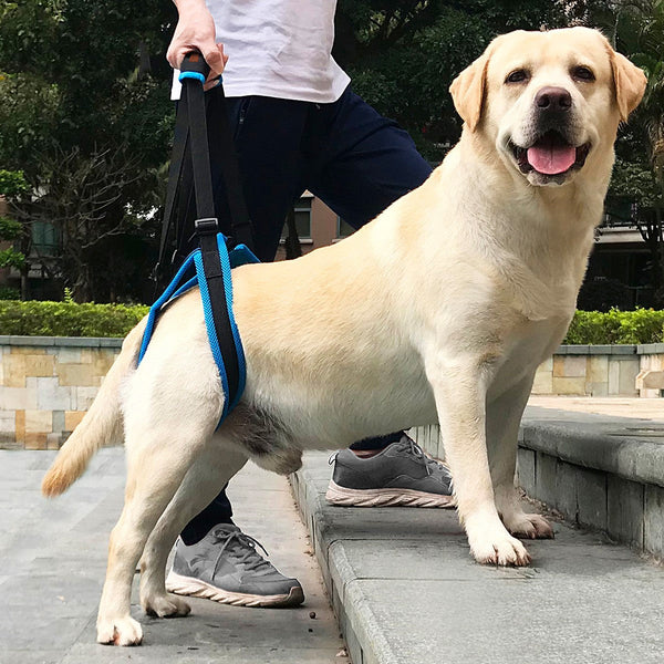 HKM-0796477 Dog Hind Leg Support Harness - Adjustable Sandwich Mesh Design, Multiple Sizes Available
