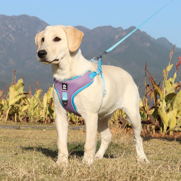 HKM-0927549 Adjustable Breathable Pet Harness with Leash, Available in Multiple Colors and Sizes