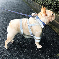 HKM-0965181 Transparent Reflective Waterproof Dog Raincoat for Small to Medium Breeds