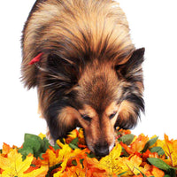HKM-1015869 Pet Jungle Feeding Mat - Washable Sniffing Blanket for Engaging Pet Playtime - 55x50CM