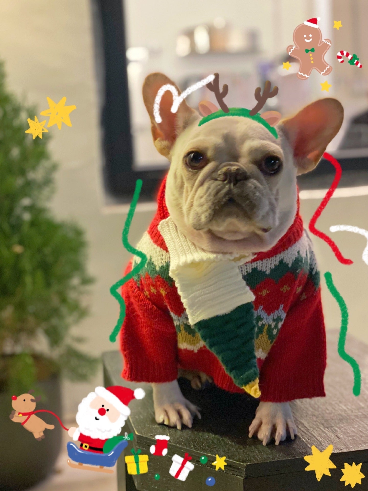 HKM-1113533 Cozy Red Wool Sweater for Dogs and Cats