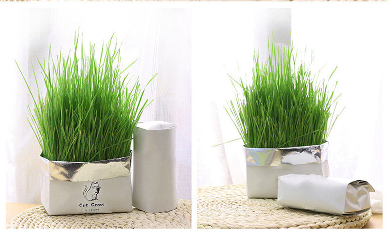 HKM-1120701 Soilless Organic Cat Grass for Clean Oral Health - Ryegrass, Wheat, Barley, 14CM Size