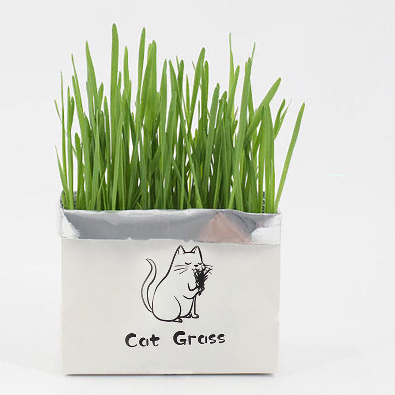 HKM-1120701 Soilless Organic Cat Grass for Clean Oral Health - Ryegrass, Wheat, Barley, 14CM Size
