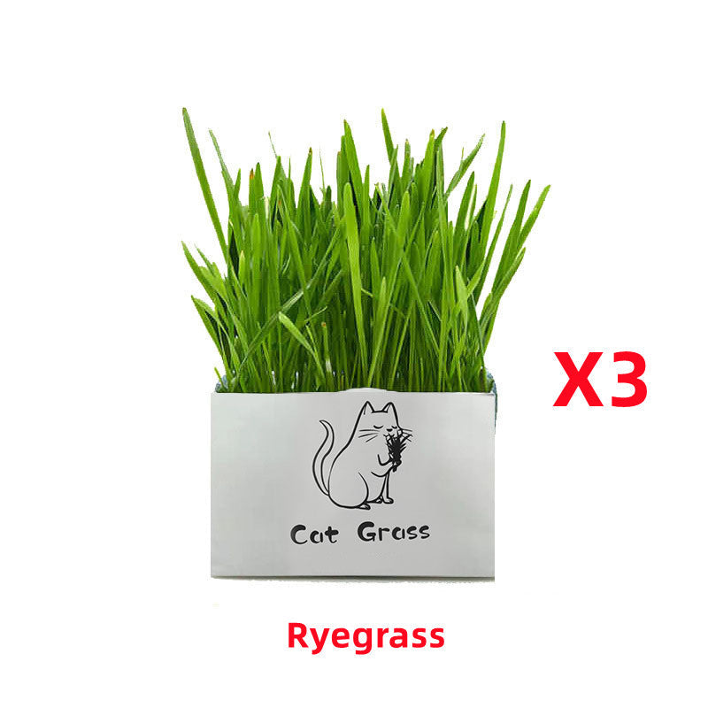 HKM-1120701 Soilless Organic Cat Grass for Clean Oral Health - Ryegrass, Wheat, Barley, 14CM Size