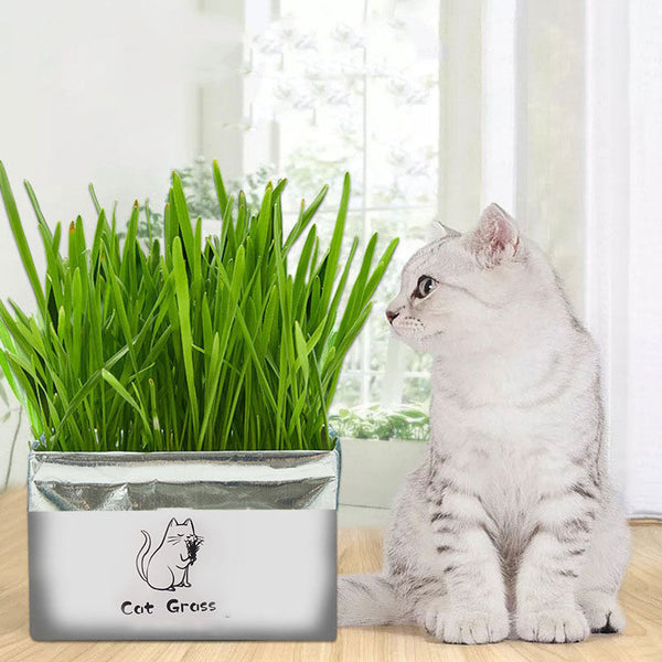HKM-1120701 Soilless Organic Cat Grass for Clean Oral Health - Ryegrass, Wheat, Barley, 14CM Size
