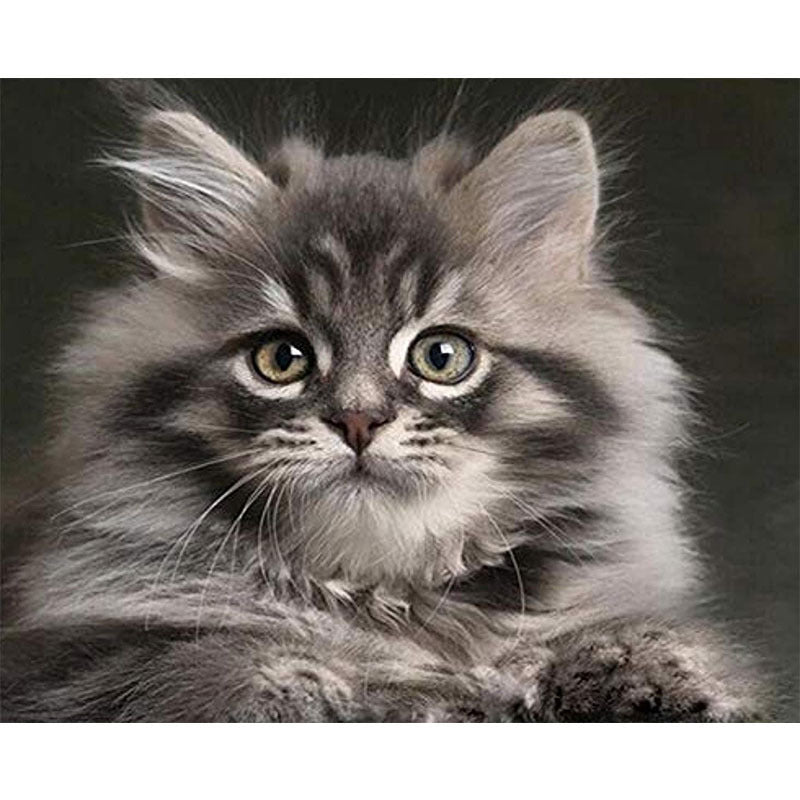 HKM-121811 Frameless Digital Oil Painting of a Cat - Realism Art for Living Room, Bedroom, and More (40x50 cm)