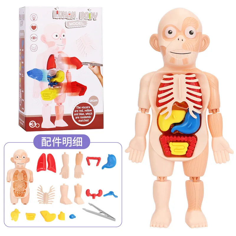 HKM-125267 Human Anatomy Organs Model Educational Toy for Kids - Interactive 3D Assembled Learning Tool
