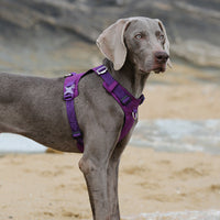 HKM-125459 Durable Reflective Dog Harness and Traction Rope for Secure Outdoor Walking and Training