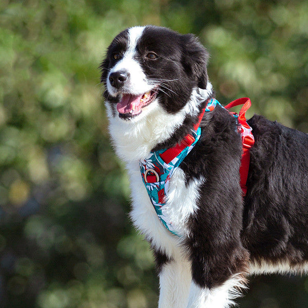 HKM-1266749 Durable Nylon Dog Leash with Aluminum Alloy Chain and Vest Straps