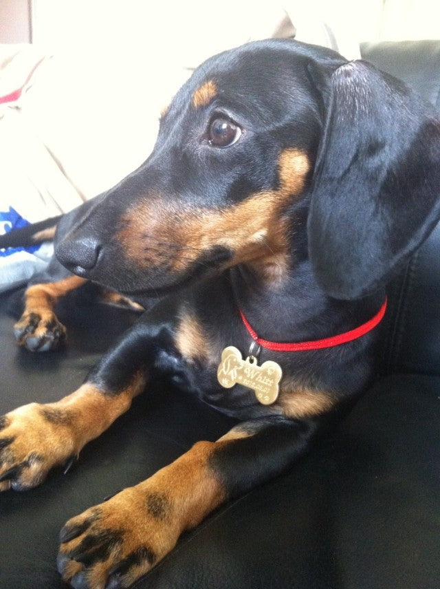 HKM-1317565 Custom Brass Pet Pendant ¨C Small or Large Bone Shape ¨C Personalized Dog ID Tag