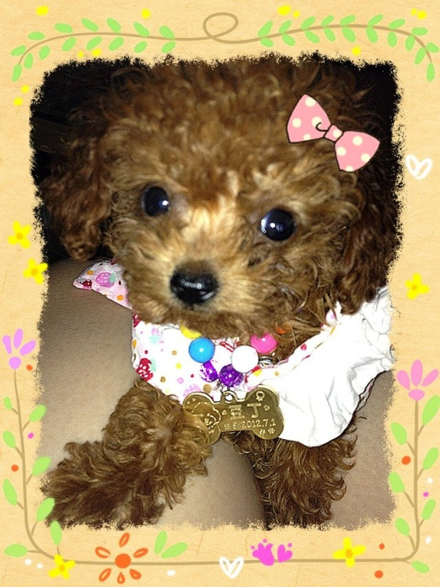 HKM-1317565 Custom Brass Pet Pendant ¨C Small or Large Bone Shape ¨C Personalized Dog ID Tag