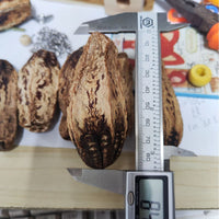 HKM-1341373 Dried Carambola Core Toy for Pet Birds - Edible Wooden Accessory