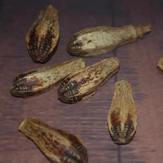 HKM-1341373 Dried Carambola Core Toy for Pet Birds - Edible Wooden Accessory