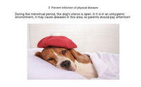 HKM-1352637 Dog Menstrual Panties in Various Colors for Comfortable Pet Care