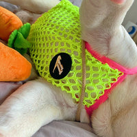 HKM-1354813 Summer Breathable Sun Protection Vest for Dogs - Orange and Green, Multiple Sizes Available