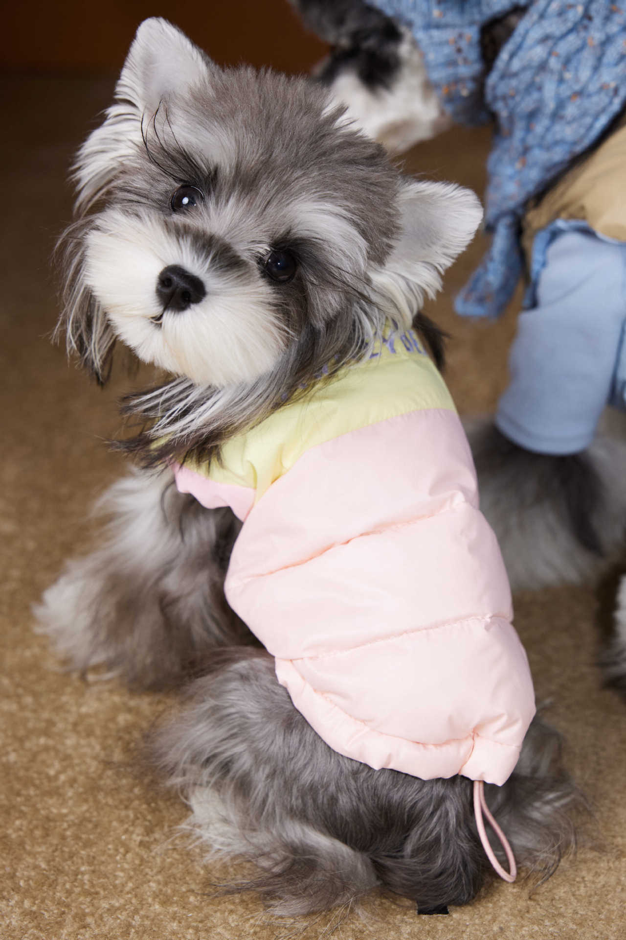 HKM-1364541 Autumn and Winter Down Vest for Pets - Stylish Casual Vest in Blue and Pink