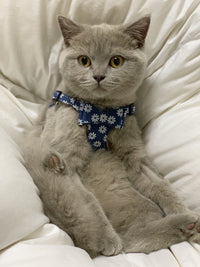 HKM-1386301 Japanese Style Cat Chest Strap and Traction Rope - Prevent Break Free, Leather, Multiple Colors Available