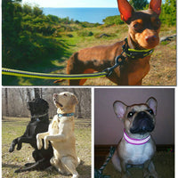 HKM-1394749 Breathable Mesh Pet Collar with Reflective Nylon - Various Colors and Sizes