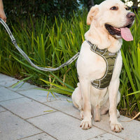 HKM-1398333 Elastic Retractable Dog Leash - Fluorescent Yellow/Army Green, Nylon Alloy, 1.45m Length, 240-280KG Pull Strength