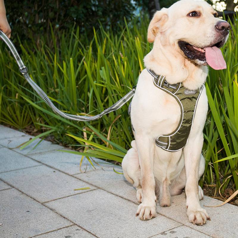 HKM-1398333 Elastic Retractable Dog Leash - Fluorescent Yellow/Army Green, Nylon Alloy, 1.45m Length, 240-280KG Pull Strength