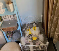 HKM-1489725 Cozy High-Density Sponge Pet Bed with Washable Cotton Cover - Sizes M, L, XL Available