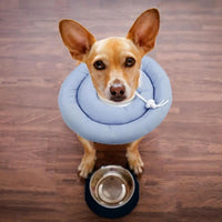 HKM-1504573 Adjustable Elizabethan Collar for Cats and Dogs - Waterproof Recovery Cone for Wound Healing