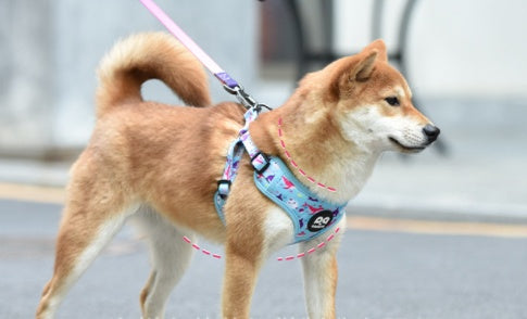 HKM-1621437 Y-shaped Oxford Cloth Dog Harness Vest with Reflective Strips and Breathable Mesh - Small and Medium Sizes Available