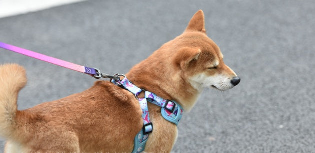 HKM-1621437 Y-shaped Oxford Cloth Dog Harness Vest with Reflective Strips and Breathable Mesh - Small and Medium Sizes Available