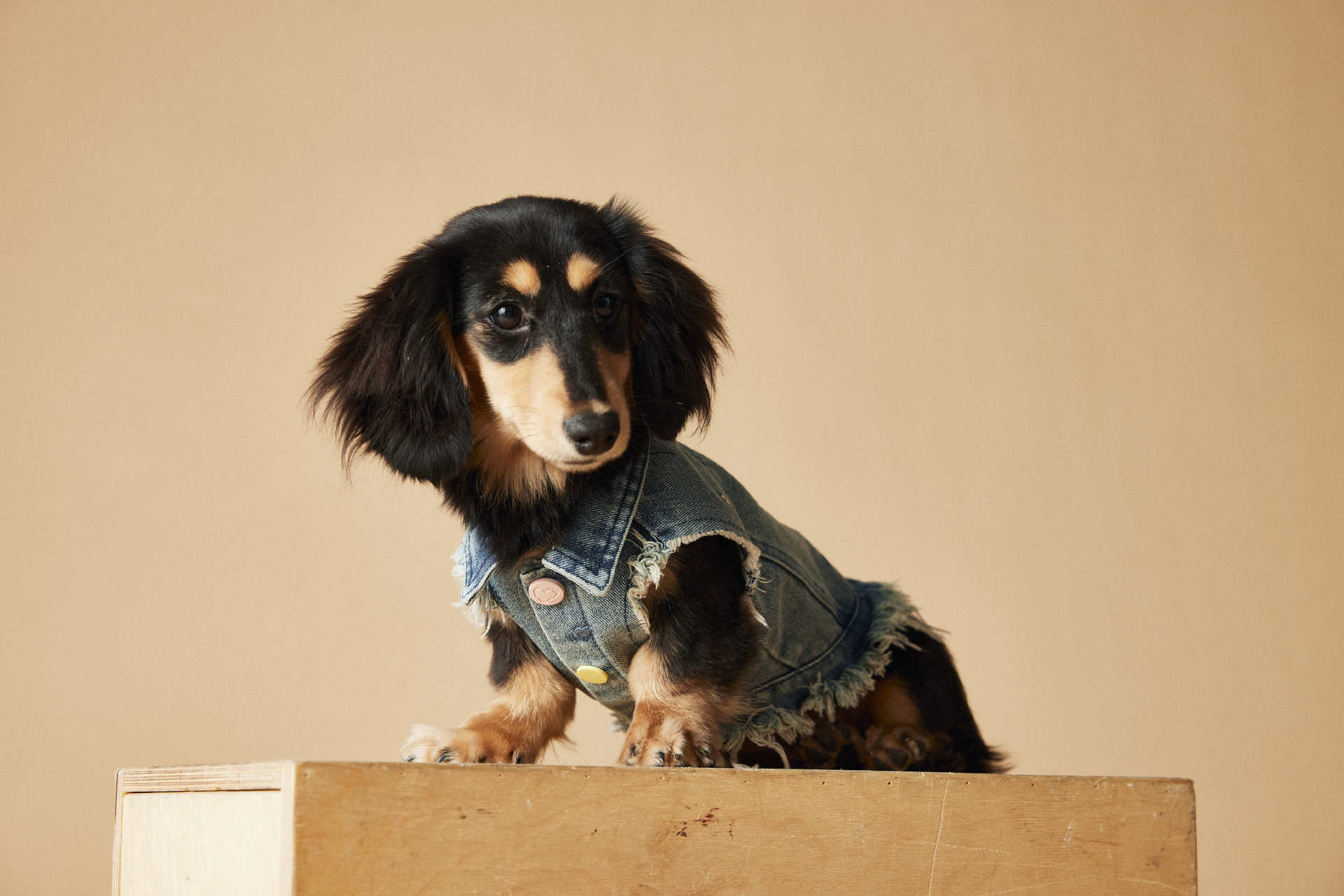 HKM-1632445 Maltese Schnauzer Sleeveless Denim Vest with Embroidered Design for Pets