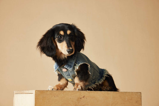 HKM-1632445 Maltese Schnauzer Sleeveless Denim Vest with Embroidered Design for Pets