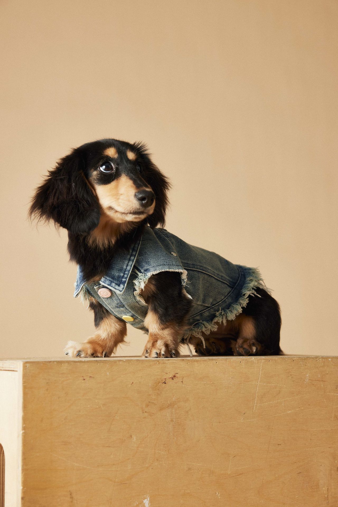 HKM-1632445 Maltese Schnauzer Sleeveless Denim Vest with Embroidered Design for Pets