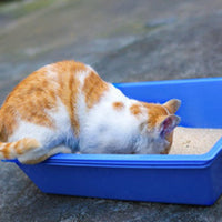 HKM-1664445 Three-Layer Cat Litter Box for Cats Up to 10 kg - PP Material, 44cm x 32cm x 10cm, Compatible with Bentonite Litter