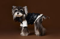 HKM-1697981 Sleeveless Leather Jacket for Pets - Stylish Cargo Pocket Vest in Various Sizes