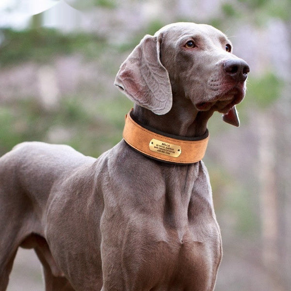 HKM-1706941 Widened Microfiber Leather Dog Collar with Anti-Lock Lettering for Medium and Large Dogs