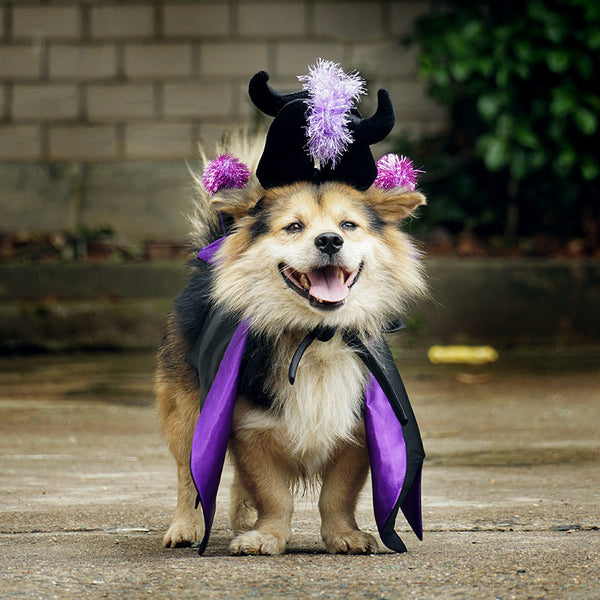 HKM-1837629 Demon Bat Cloak and Cape Hat Costume for Cats and Dogs