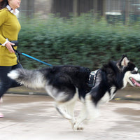HKM-1851325 Cushioned Stretch Nylon Dog Leash with Hands-Free Design and Extra Storage Ring