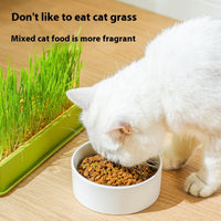 HKM-1881789 Hydroponic Cat Grass Grow Kit - Large & Small Options with Seeds Included