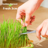 HKM-1881789 Hydroponic Cat Grass Grow Kit - Large & Small Options with Seeds Included