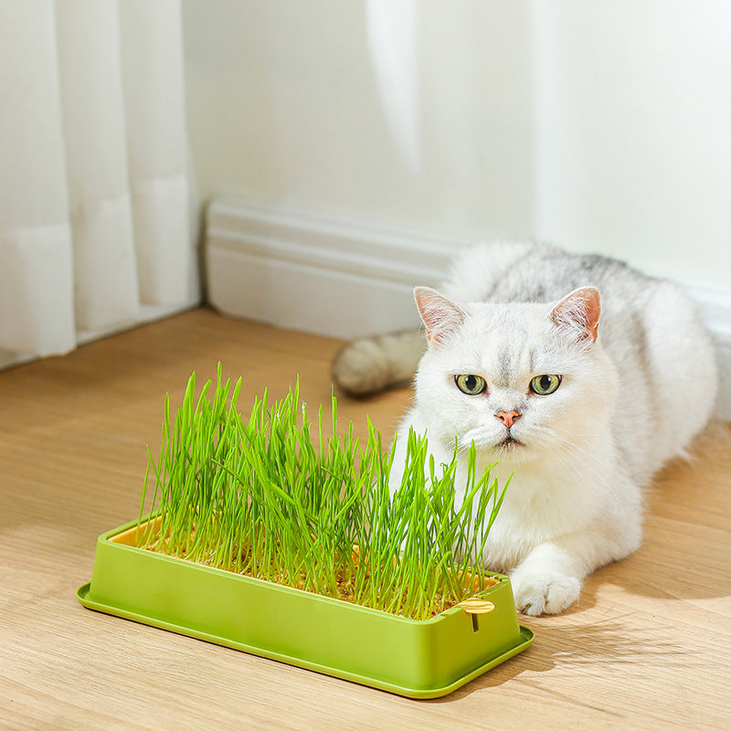 HKM-1881789 Hydroponic Cat Grass Grow Kit - Large & Small Options with Seeds Included