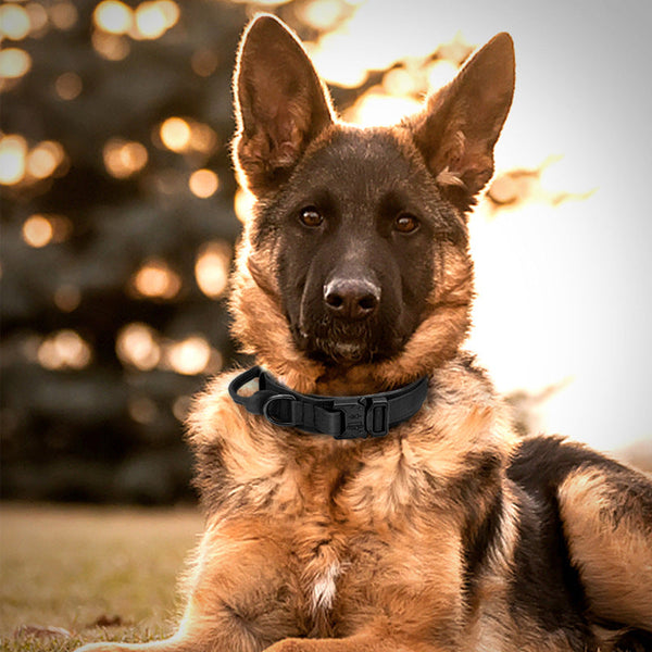 HKM-2001853 Medium and Large Nylon Dog Collar in Black, Green, and Khaki with Leash Included