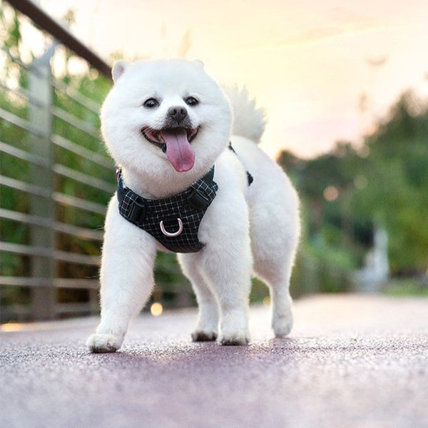 HKM-2068669 LED Dog Chest Harness with Traction for Outdoor Night Safety