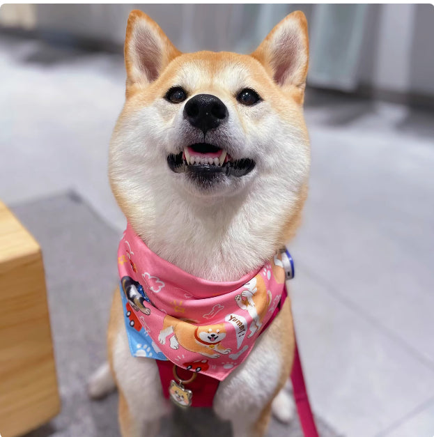 HKM-2072765 Reversible Shiba Inu Triangular Scarf for Small Dogs - Pink/Blue & Dark Blue/Pink Options