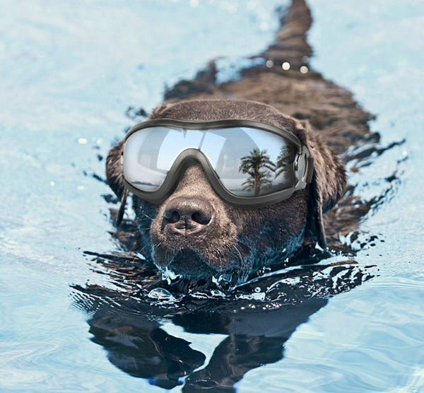 HKM-2159549 Waterproof UV Protecting Dog Goggles for Large Dogs - Black PVC Frame and PC Lens